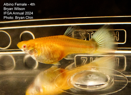 Female guppy albino